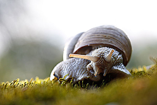 勃艮第,蜗牛,螺旋,中间,生物保护区,萨克森安哈尔特,德国,欧洲