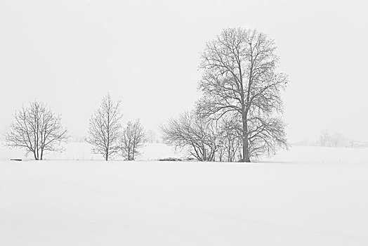 冬天,树,艾米利亚罗马涅,意大利,欧洲