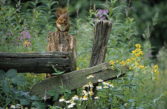 欧亚红松鼠,松鼠,坐,木篱,欧洲