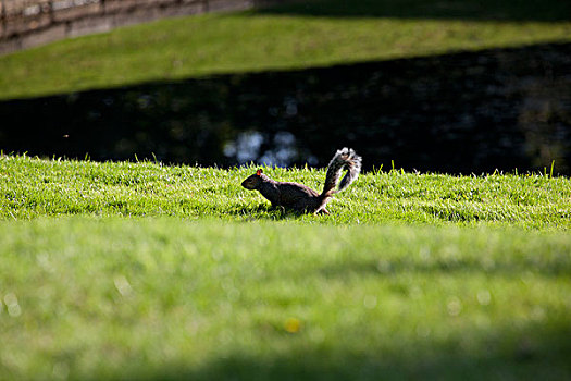 英国,伦敦,百灵顿伯爵大屋花园,百灵顿伯爵大屋花园草地上的小松鼠