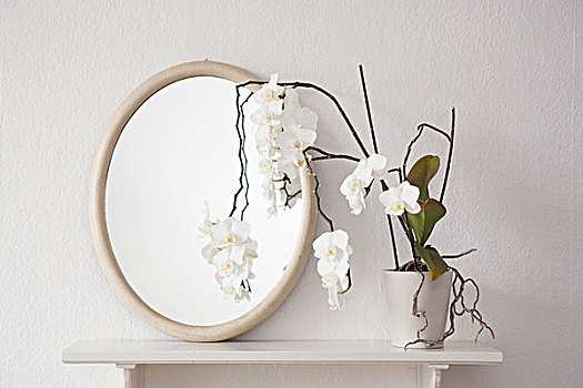 白色,兰花,椭圆,镜子,架子