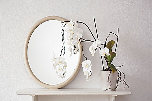白色,蘭花,橢圓,鏡子,架子