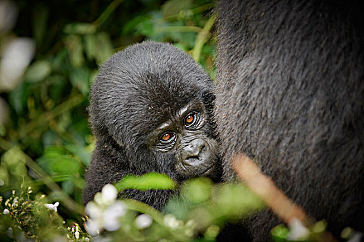 山地大猩猩,国家公园,乌干达,非洲