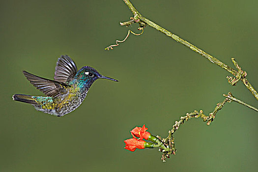 紫头蜂鸟,进食,花,飞,东方,厄瓜多尔