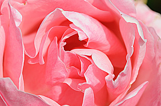 特写,中心,粉红玫瑰