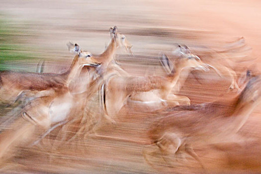 肯尼亚,萨布鲁国家公园,动感,跑,雌性,黑斑羚
