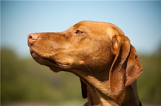 匈牙利,维希拉猎犬,狗,侧面