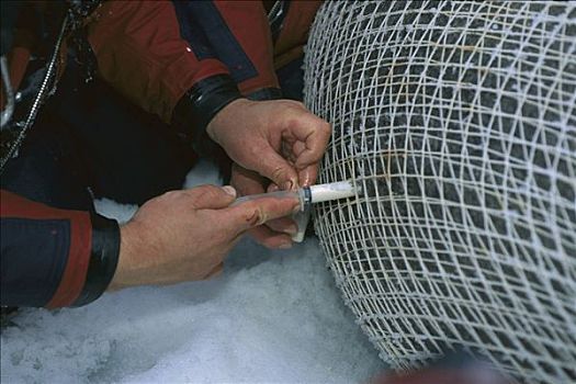 研究人员,牛奶,样品,捕获,髯海豹,斯瓦尔巴特群岛,挪威