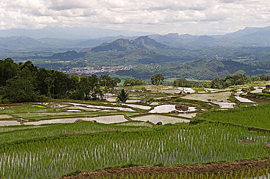 稻田,靠近,苏拉威西岛,印度尼西亚,东南亚