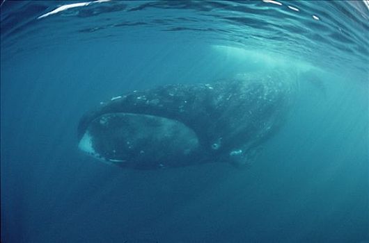 弓头鲸,水下,巴芬岛,加拿大