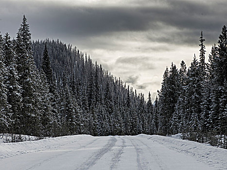 积雪,道路,通过,树林,玛琳湖,碧玉国家公园,艾伯塔省,加拿大