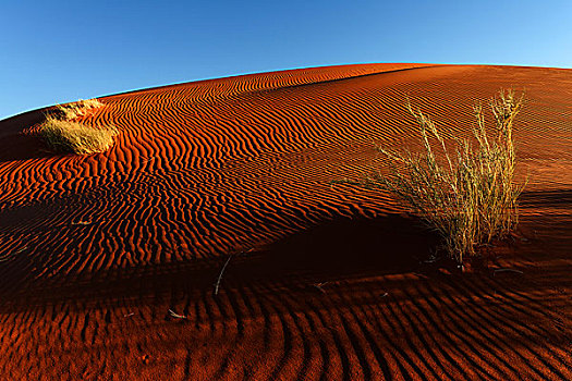 沙丘,草,夜光,纳米布沙漠,纳米比亚,非洲