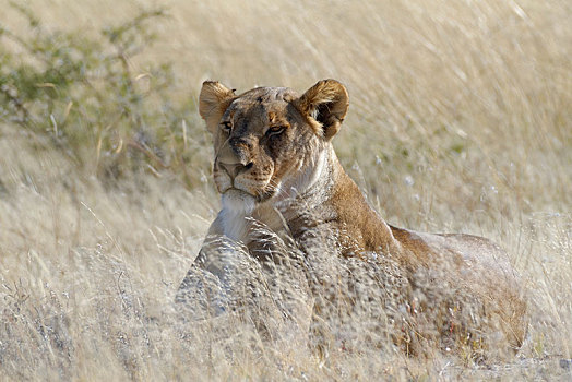 雌狮,狮子,卧,高草,警惕,埃托沙国家公园,纳米比亚,非洲