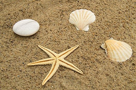 概念,海滩度假,旅行,海星,壳,沙滩