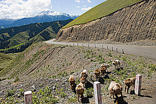 绵羊,路边,南山,牧场,乌鲁木齐,新疆,维吾尔,地区,丝绸之路,中国