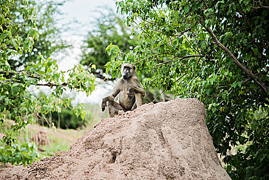 狒狒,泥,堆积,乔贝国家公园,博茨瓦纳