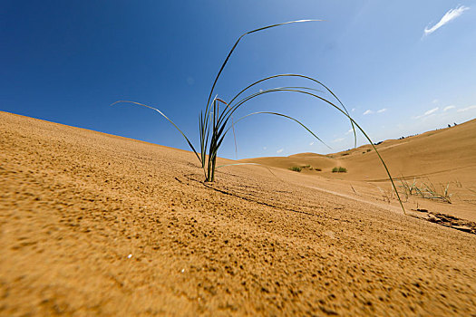 沙漠中的绿树苗