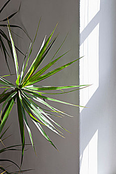 亮光,窗户,扇形棕榈,树