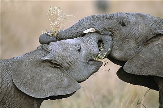 非洲象,五个,幼兽,玩,推,拉拽,游戏,测验,力量,支配,马赛马拉国家保护区,肯尼亚,非洲