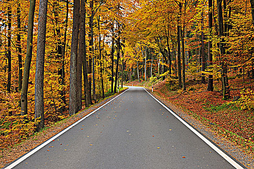 道路,达姆施塔特,区域,黑森州,德国