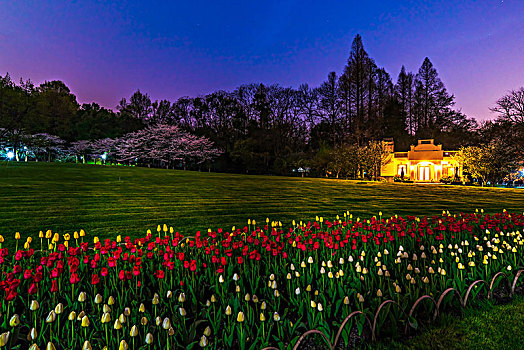 杭州太子湾公园,大草坪与樱花