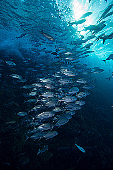 水下视角,鱼群,鲹属,科利马,墨西哥