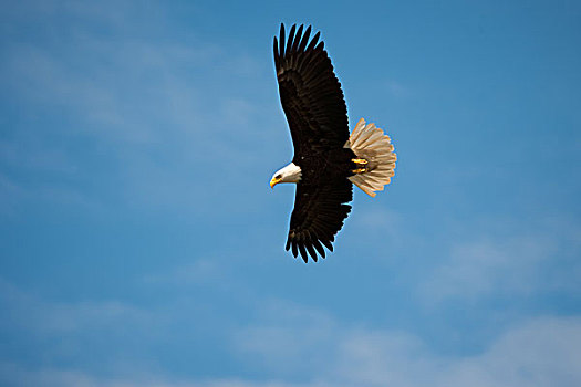 白头鹰,冰河湾国家公园,自然保护区,阿拉斯加,美国