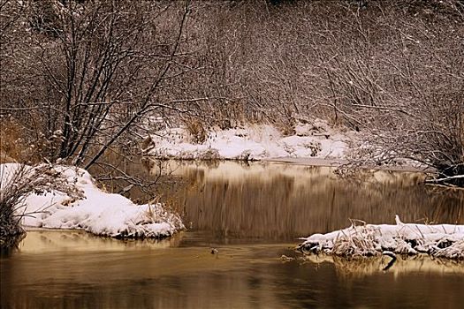 初雪,树,河流,阿尔冈金省立公园,安大略省,加拿大