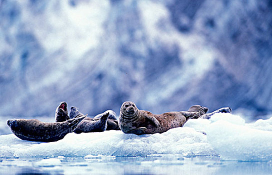 美国,阿拉斯加,冰河湾国家公园,斑海豹,冰山,靠近,冰河,夏天,早晨