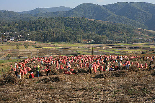 云南思茅地区孟连县城边的地里在收获生姜