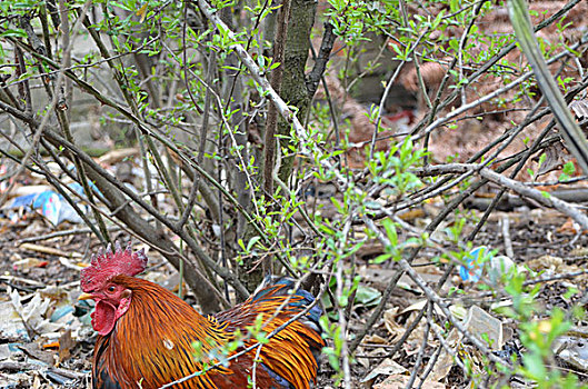 美丽红公鸡拍摄红公鸡种公鸡美丽农户喂养威宁土鸡公鸡动物家禽