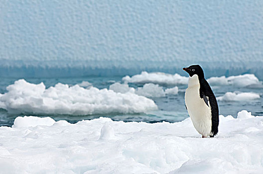 阿德利企鹅,站立,冰山,保利特岛,恐惧,海湾,南极半岛,南极