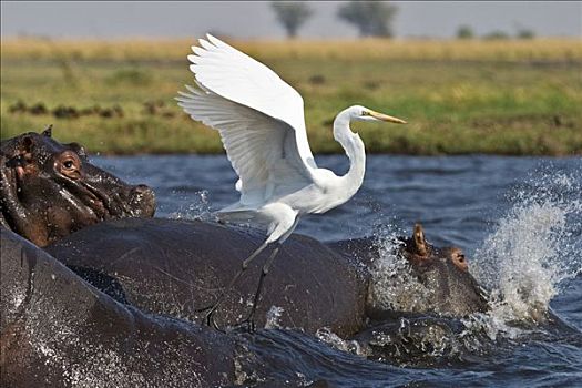河马,大白鹭,乔贝,河,乔贝国家公园,博茨瓦纳,非洲