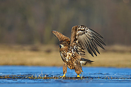 幼兽,白尾鹰,正面,离开,波兰,欧洲