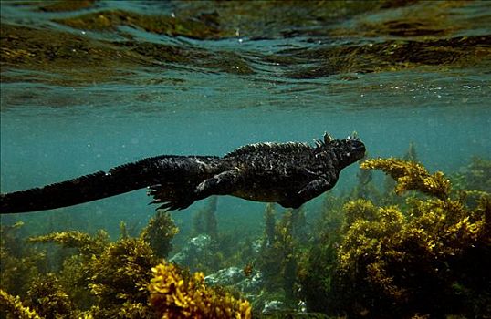 海鬣蜥,游泳,藻类,脆弱,费尔南迪纳岛,加拉帕戈斯群岛