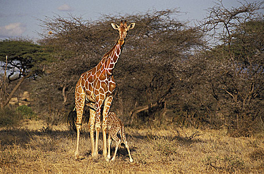 网纹长颈鹿,长颈鹿,幼兽,吸吮,公园,肯尼亚