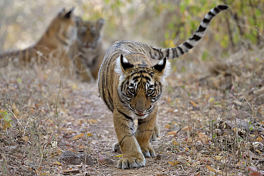 孟加拉虎,虎,幼兽,走,干燥,树林,晃动,可爱,尾部,拉贾斯坦邦,国家公园,印度,亚洲