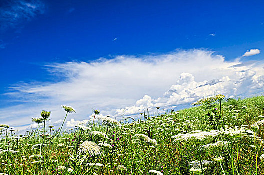 夏日草地,野花,蓝天