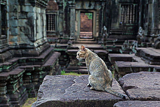 班提色玛的猫柬埔寨暹粒吴哥