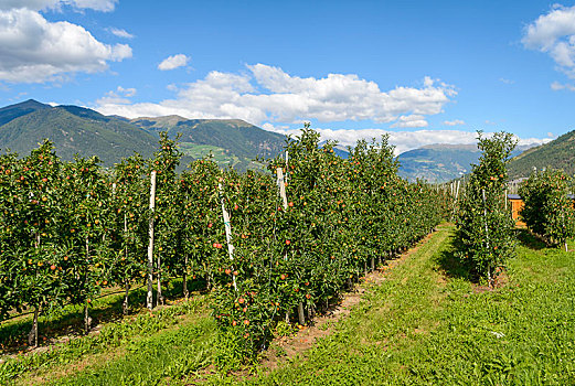 苹果树,苹果,种植园,特兰迪诺,南蒂罗尔,意大利,欧洲