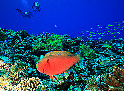 鹦嘴鱼,北方,环礁,南方,马尔代夫,印度洋