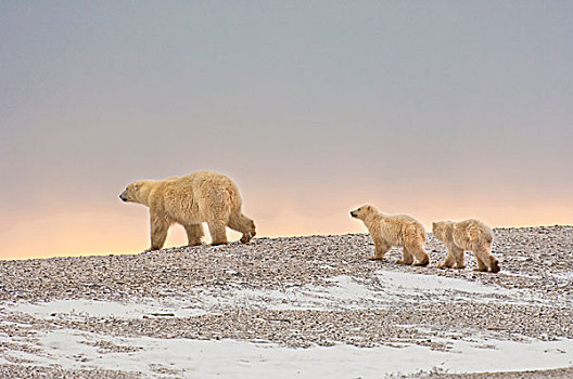 北极熊,群,日落,成年