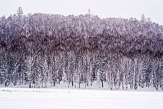冬日,禾木,树林,雪景