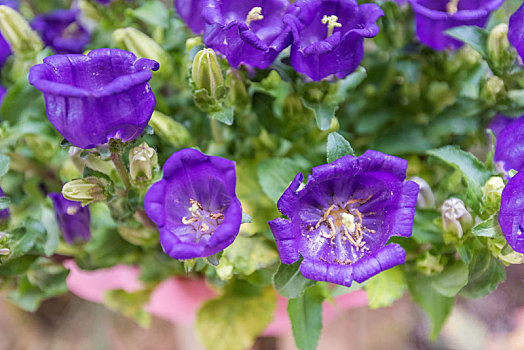 风铃草花特写