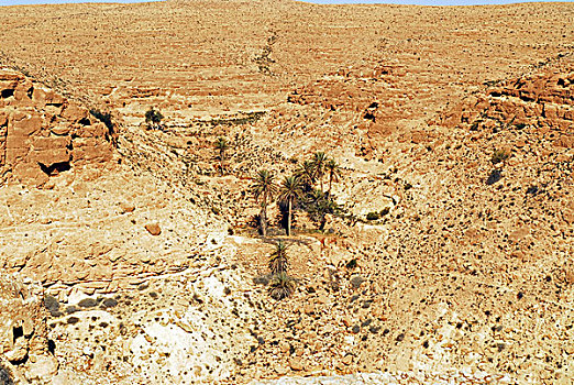 libya,nalut,dry,canyon,with,palm,trees