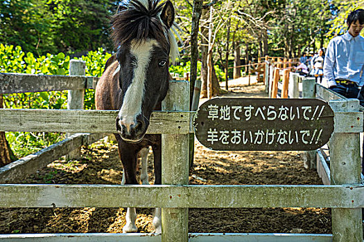 神户六甲山牧场