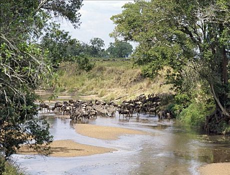 角马,斑马,喝,挨着,边界,塞伦盖蒂国家公园,马塞马拉野生动物保护区,肯尼亚