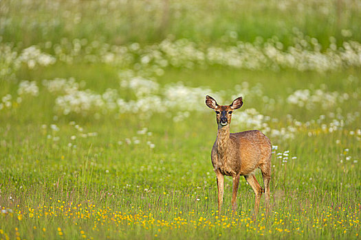长耳鹿,骡鹿,站立,地点,半岛,维多利亚,不列颠哥伦比亚省,加拿大