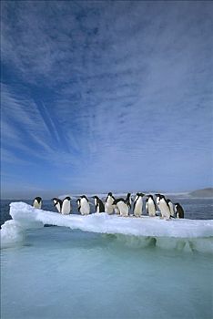 阿德利企鹅,群,拥挤,融化,夏天,浮冰,拥有,岛屿,罗斯海,南极