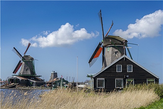 风景,两个,风车,靠近,阿姆斯特丹